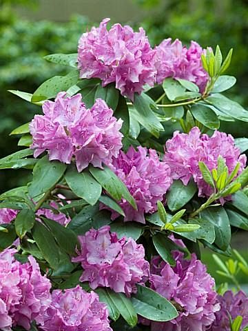 49832_Rhododendron  Roseum Elegans.jpg