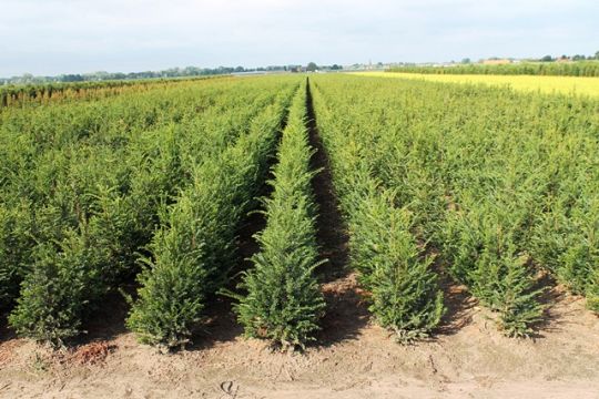 Taxus 2016 40-60 cm.JPG