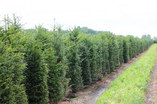 Taxus 2016 180-225 cm.JPG